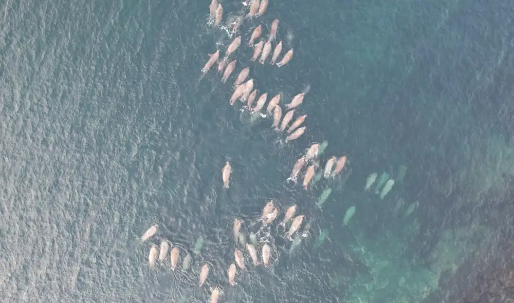Los científicos del Proyecto CETI identificaron un "alfabeto fonético" en los cachalotes, lo que sugiere que su canto sigue patrones complejos, similares a un lenguaje. Imagen referencial Foto: Pexels