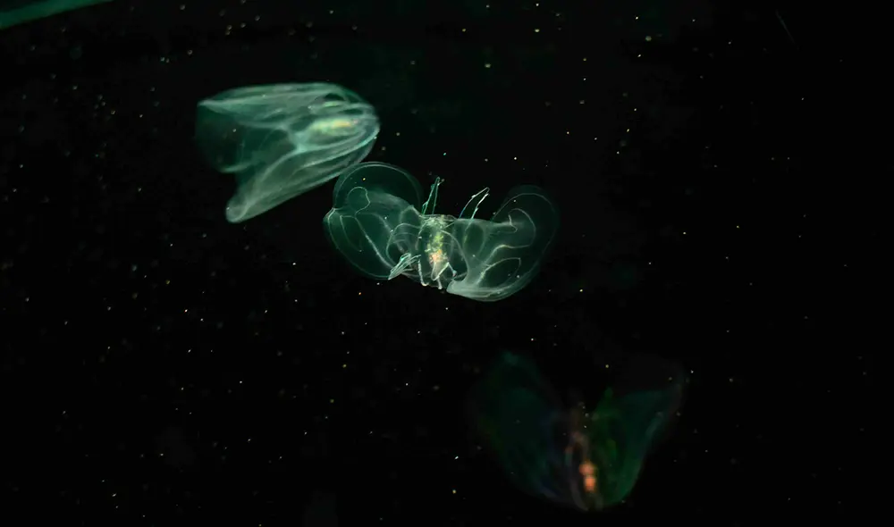 Las medusas peine plantean nuevas oportunidades para la investigación regenerativa, ya que podría ofrecer modelos para entender la reparación de tejidos. Foto: Sylvain Mathonnière