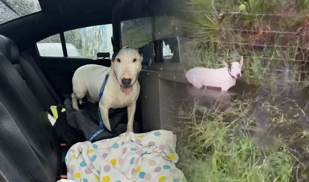 Así fue el rescate de este perrito atorado por causas del huracán Milton. Foto: composición LR/difusión