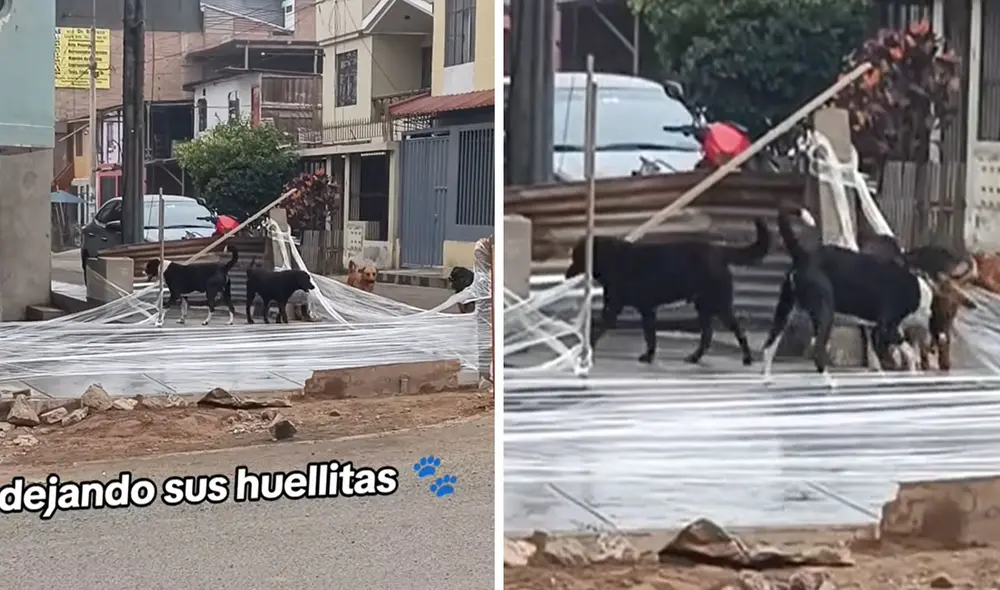Travesura canina. Perritos dañaron pavimento y causó divertidas reacciones. Foto: composición LR/TikTok