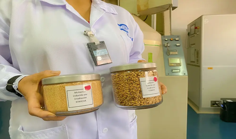A través de un procedimiento de irradiación se logra semillas más resistentes a las plagas y al cambio climático. Foto: IPEN A través de un procedimiento de irradiación se logra semillas más resistentes a las plagas y al cambio climático. Foto: IPEN