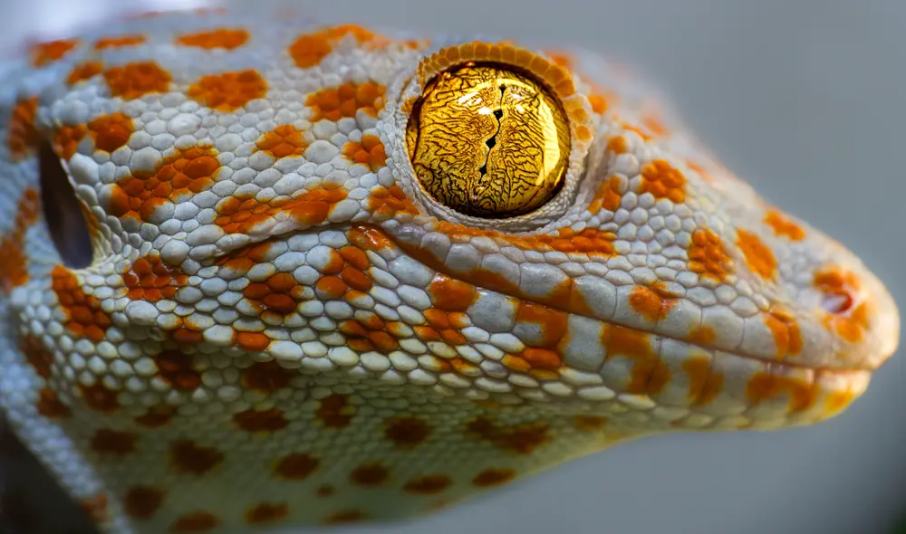 El guecko tokay es popular por su apariencia de colores brillantes. Foto: Duncan Leitch