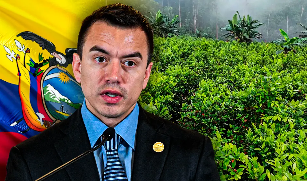 Es relevante señalar que el informe se enfoca en la cantidad de hectáreas de plantación y no la cantidad de droga producida. Foto: Composición LR/AFP/Criterio.