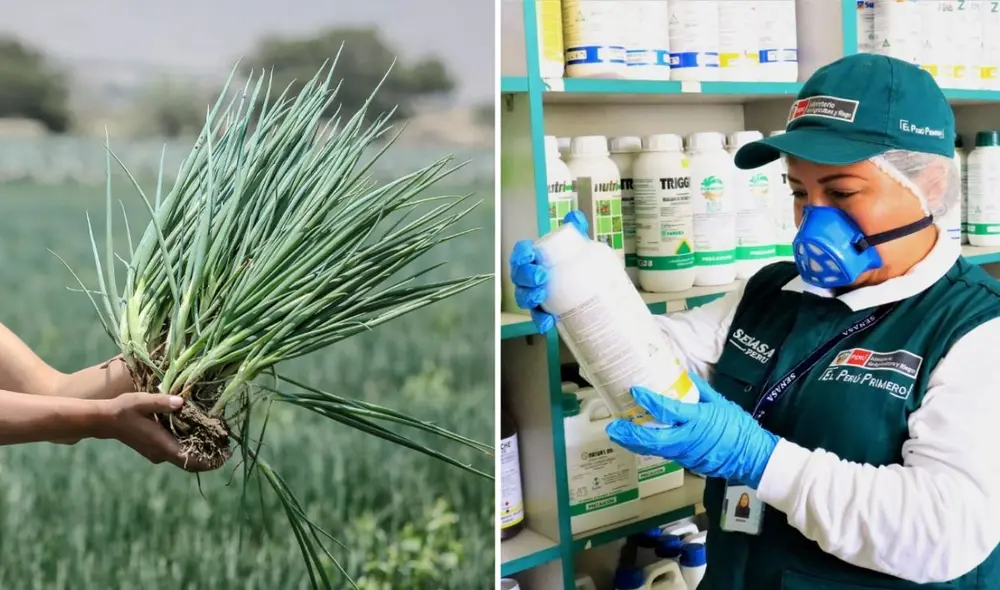 No es la primera vez que se presenta alto contenido de pesticidas peligros en la cebollita china. Foto: Senasa/LR