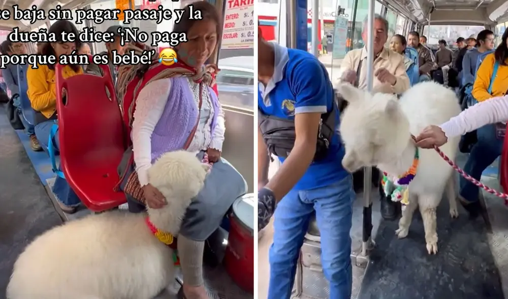 "Hermoso animalito, orgulloso de mi Perú", resaltaron usuarios. Foto: composición LR/ TikTok - Video: TikTok