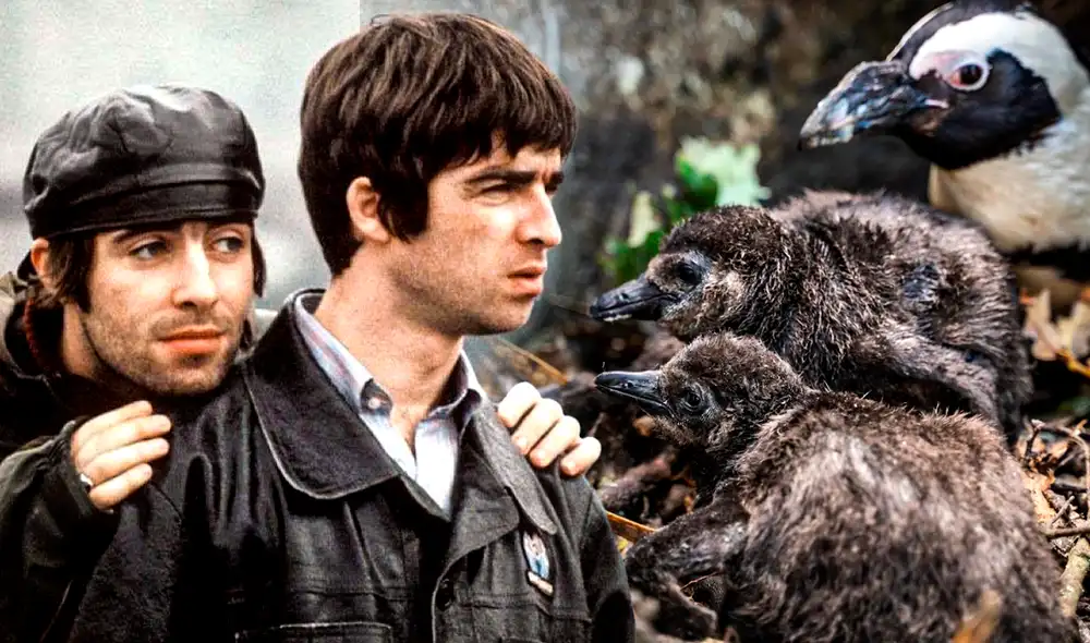 Los pinguinos africanos están en peligro de extinción. Foto: composición LR / difusión / Hertfordshire Zoo