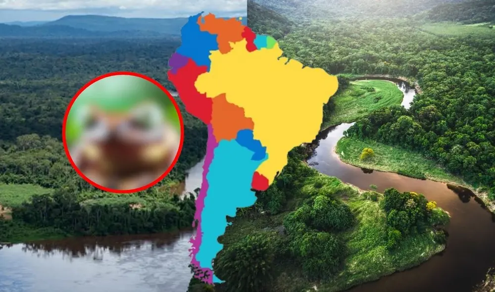 Nuevo anfibio endémico está en peligro de extinción por la actividad minera. Foto: composición LR Nuevo anfibio endémico está en peligro de extinción por la actividad minera. Foto: composición LR