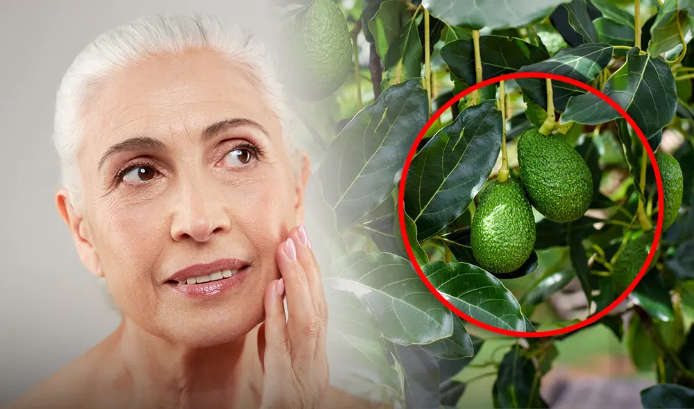 Este alimento, además de ser nutritivo, ofrece beneficios clave para la piel, como promover la producción de colágeno, mejorando así la firmeza y reduciendo las arrugas. Foto: composición LR