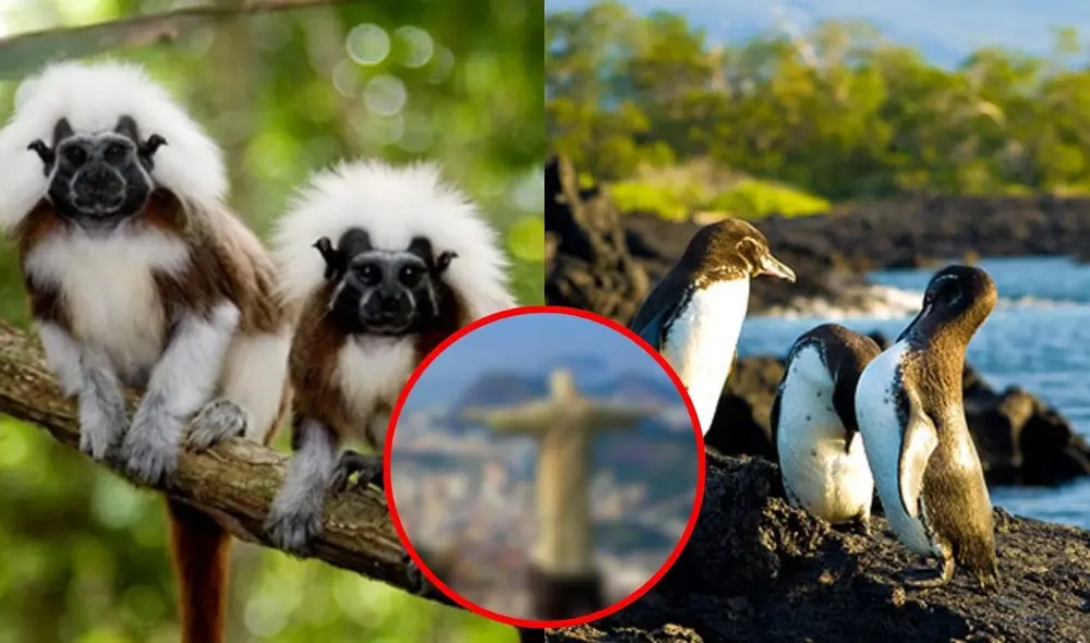 La caza ilegal y la destrucción de hábitats son las principales causas de esta crisis ambiental. Foto: composición LR / difusión