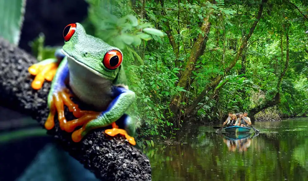 Un país de América Latina se destaca por tener un modelo de conservación ejemplar, por lo que lidera la protección ambiental en la región y se posiciona en el top 10 mundial. Foto: composición LR/Pixers/LTandC Un país de América Latina se destaca por tener un modelo de conservación ejemplar, por lo que lidera la protección ambiental en la región y se posiciona en el top 10 mundial. Foto: composición LR/Pixers/LTandC