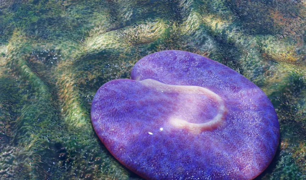El animal fue hallado bajo el suelo del mar al sur de Australia. Foto: Walker Weyland