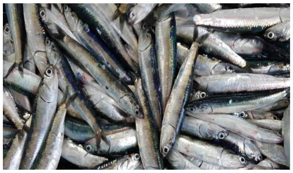 Pesca aportará 0,8% al PBI este año, según el Produce. Foto: Imarpe