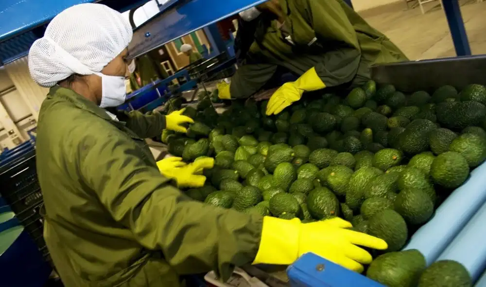 En los ochos primeros meses del año, los productos del ranking agroexportador que lideran son las paltas con US$1.161 millones. Foto: Andina