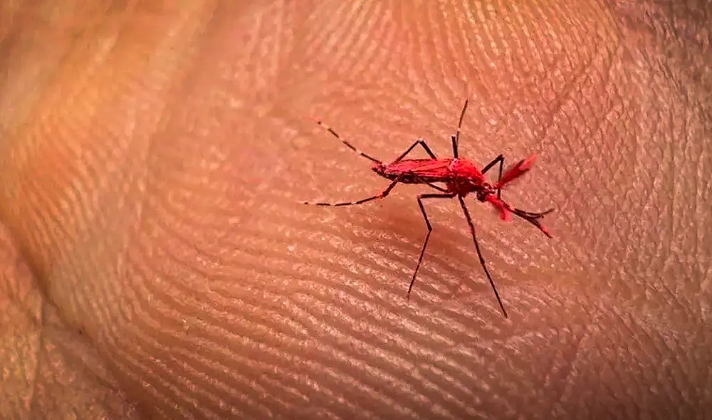 En la actualidad, cerca de la mitad de la población mundial corre riesgo de contraer el dengue y cada año se producen entre 100 y 400 millones de infecciones. Foto: Iscamen En la actualidad, cerca de la mitad de la población mundial corre riesgo de contraer el dengue y cada año se producen entre 100 y 400 millones de infecciones. Foto: Iscamen