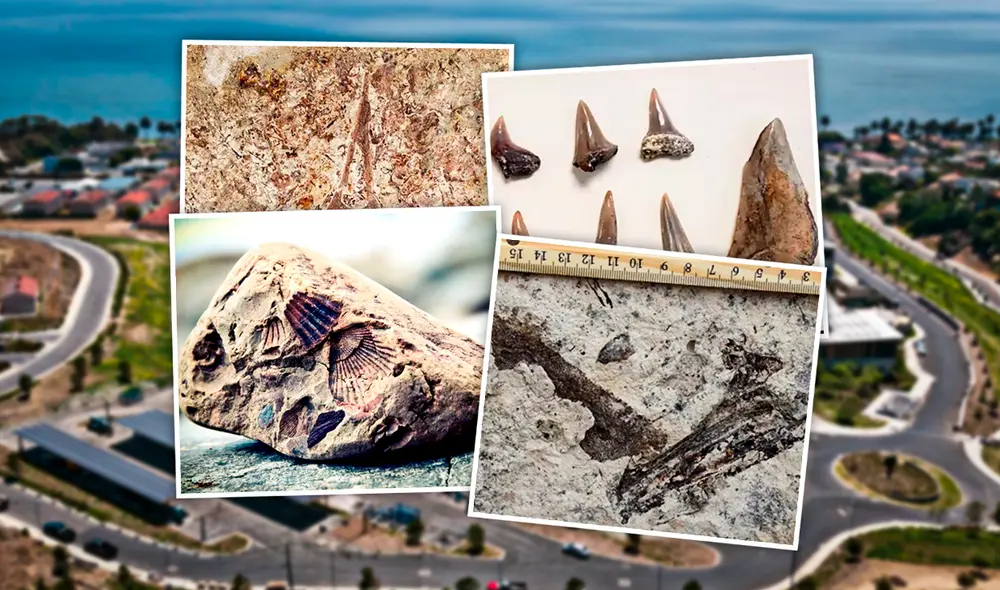 Los fósiles descubiertos en San Pedro High School durante la remodelación incluyen restos de especies extintas que una vez habitaron los mares de la actual Península de Palos Verdes. Foto: composición LR/CO ARCHITECTS/Distrito Escolar Unifica