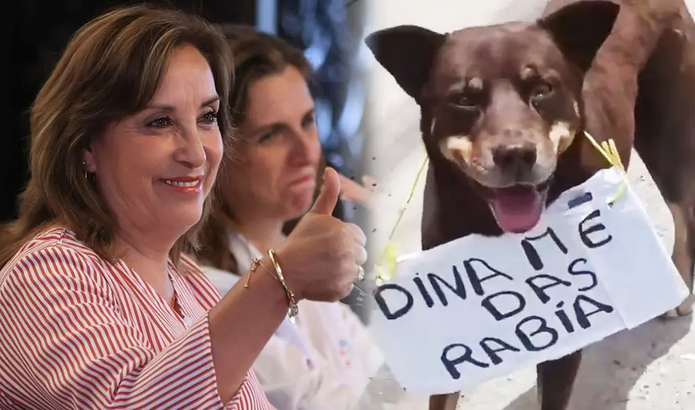 "Definitivamente en Perú no te aburres", describieron usuarios. Foto: composición LR/ EFE/ TikTok - Video: TikTok "Definitivamente en Perú no te aburres", describieron usuarios. Foto: composición LR/ EFE/ TikTok - Video: TikTok