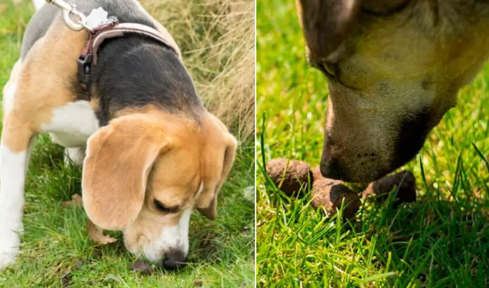El ejercicio físico regular y una dieta adecuada son estrategias recomendadas para reducir la incidencia de la coprofagia en perros. Foto: composición LR/difusión