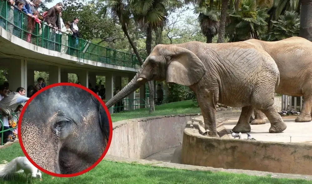 Tribunal de Colorado evalúa otorgar derechos a elefantes. Foto: composición LR/ Freepik / Freelmages