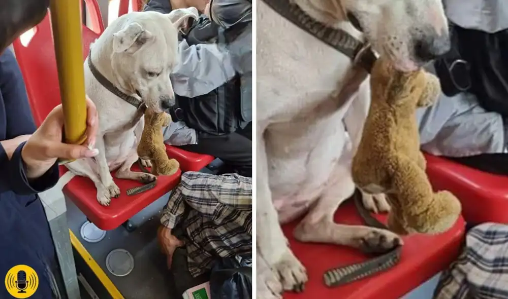 Dueño decidió cederle asiento a su mascota. Foto: Floridablanca Comunicativa / Facebook