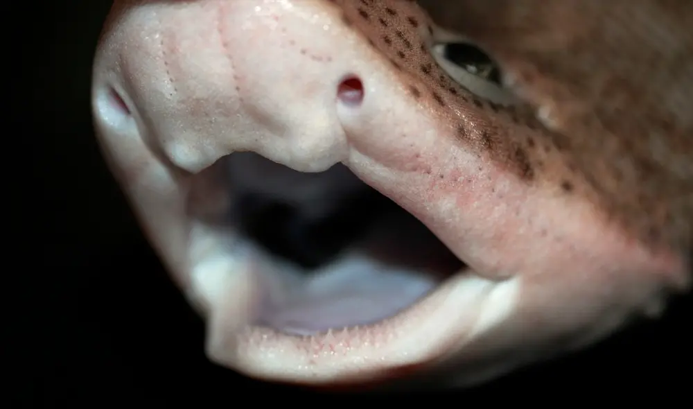 La especie nada en el océano Atlántico y el mar mediterráneo. Foto: DESCNA