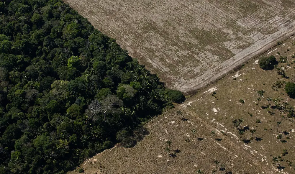 La UICN afirma que se ha registrado una pérdida de especies de árboles sin precedentes. Foto: Bruno Kelly / Amazônia Real