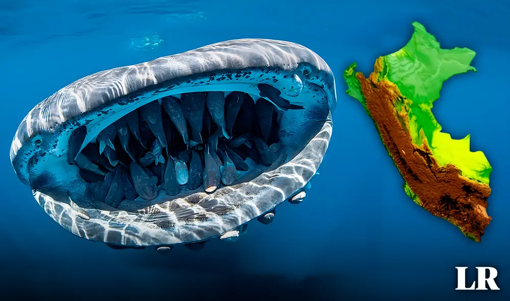 Este gigante de los mares habita en aguas cálidas y tropicales, aunque también se le avista en aguas frías de Nueva York o Sudáfrica, evitando el Mediterráneo. Prefiere temperaturas entre 21 y 30°C. Foto: composición LR/difusión Este gigante de los mares habita en aguas cálidas y tropicales, aunque también se le avista en aguas frías de Nueva York o Sudáfrica, evitando el Mediterráneo. Prefiere temperaturas entre 21 y 30°C. Foto: composición LR/difusión