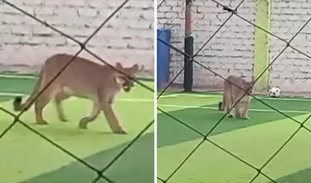 Usuarios compartieron diversas reacciones. Foto: composición LR/ difusión Usuarios compartieron diversas reacciones. Foto: composición LR/ difusión