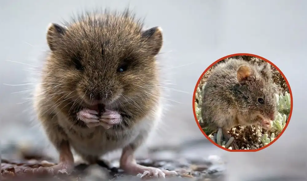 El ratón oliváceo extendió su habitad desde la Quebrada Camarones en Chile hasta llegar a Tacna. Foto: composición LR/Andina/Behance El ratón oliváceo extendió su habitad desde la Quebrada Camarones en Chile hasta llegar a Tacna. Foto: composición LR/Andina/Behance