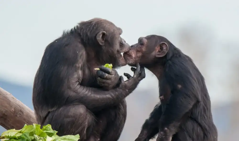 Lameira sostiene que los besos tienen un origen diferente al de una expresión de afecto. Foto: J. Brull / EFE