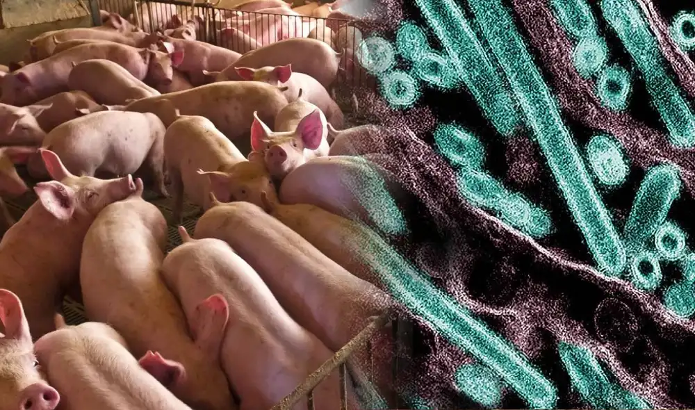 Estados Unidos detecta su primer caso de gripe aviar en cerdos. Foto: composición LR/ Real Instituto Elcano