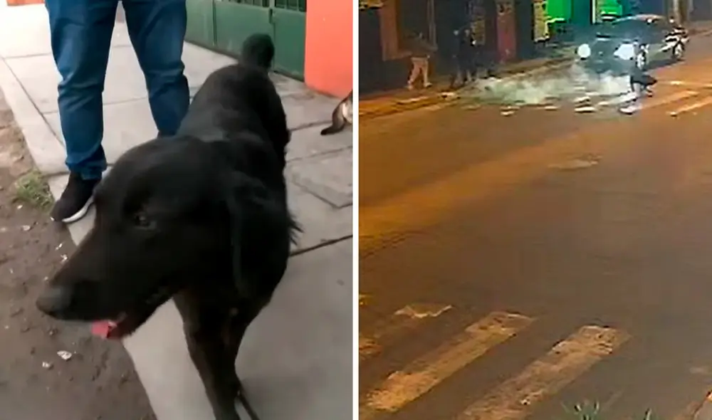 La mujer será denunciada y multada, según advirtió un médico veterinario del municipio de Ate. Foto: composición LR/América TV