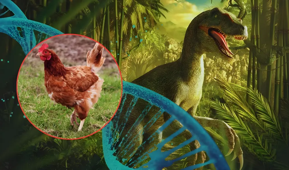 Proyecto 'Pollosaurio': el deseo del paleontólogo de EE. UU. Jack Horner de traer a la vida a un dinosaurio vivo. Foto: composición LR / pixabay / getty images