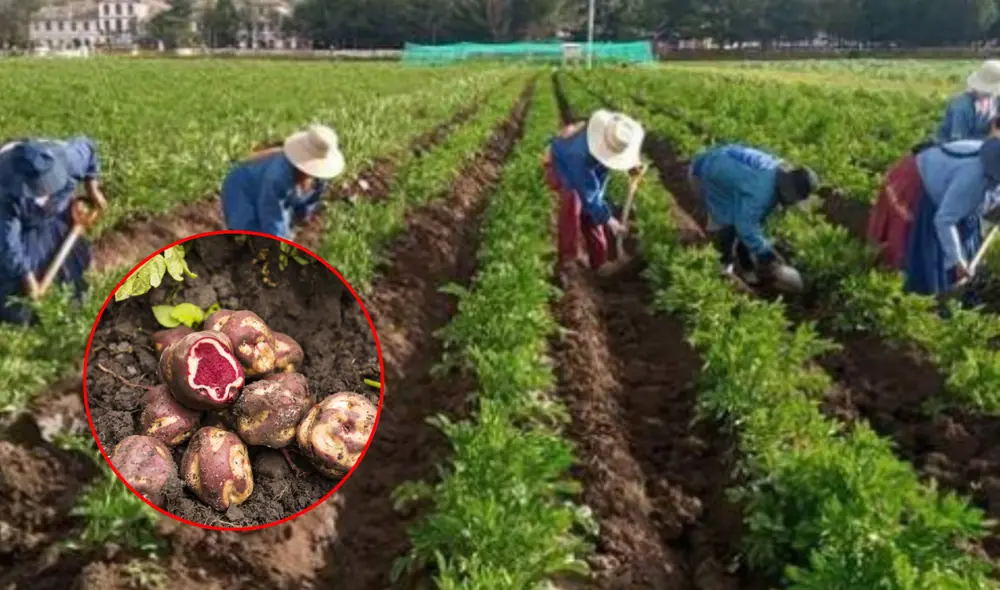 La papa es un tubérculo esencial en la cocina peruana. Foto: composición LR/Andina