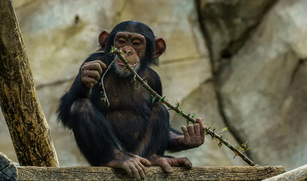 Los animales han desarrollado habilidades para curarse y prevenir enfermedades mediante el uso de plantas medicinales, repelentes naturales y otros métodos que aprovechan su entorno. Foto: Pexels