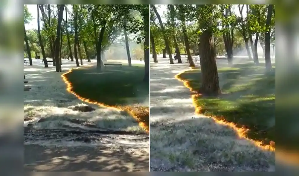 Este proceso se utiliza para la regeneración y expansión de estas especies. Foto: Xataka