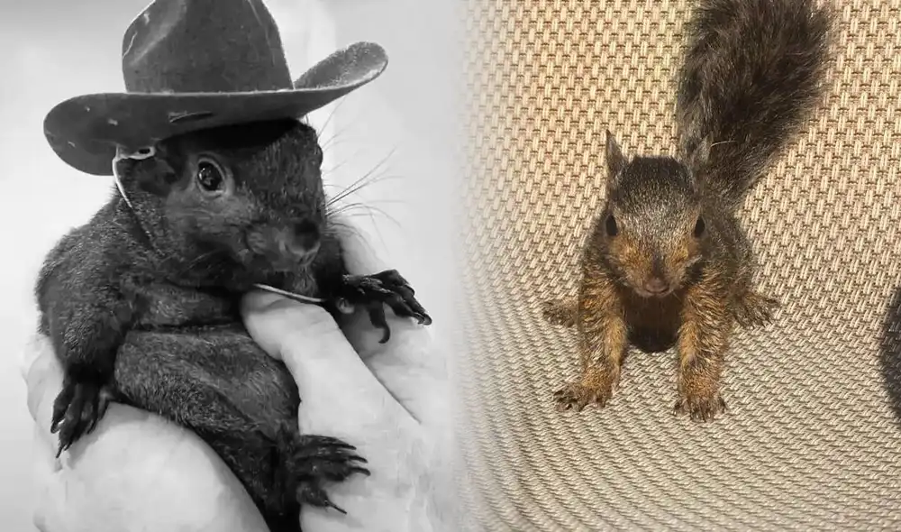 La ardilla Peanut perdió a su madre, luego de que ella fuer arrollada. Foto: composición LR/ Milenio