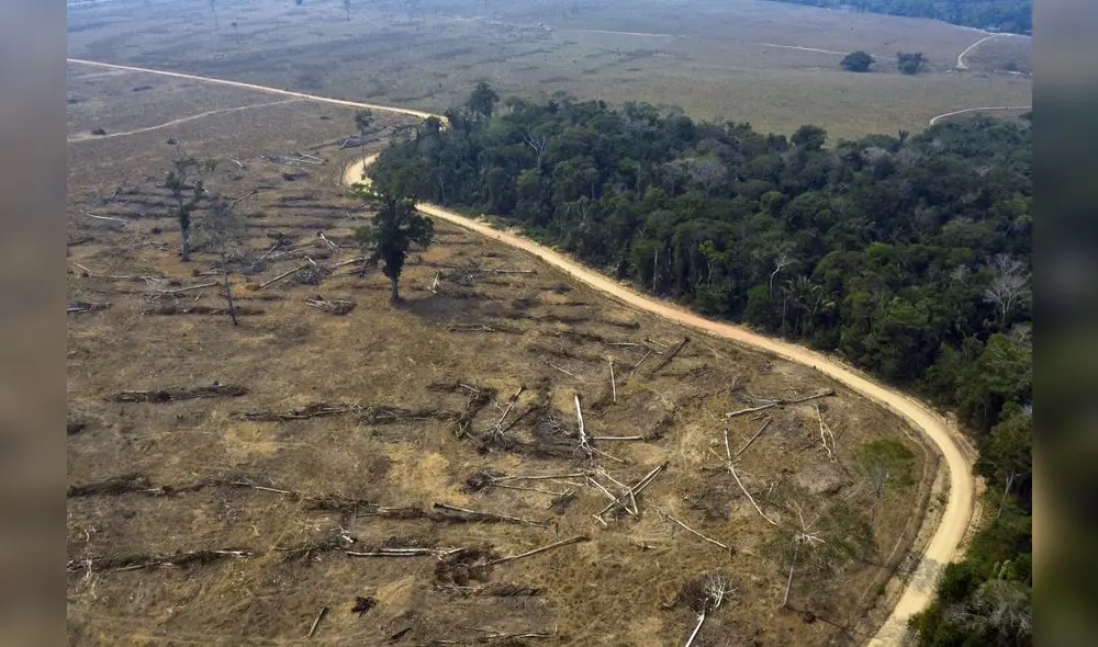 Demandantes sostienen que la actual deforestación de la Amazonía se acrecentará con la ley forestal aprobada en diciembre 2023.