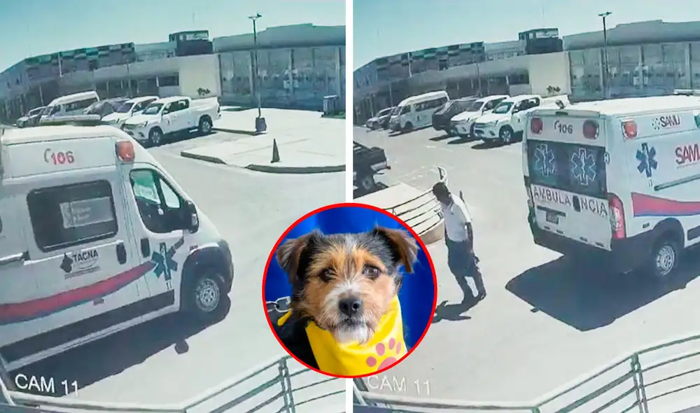 Los defensores animalistas expresaron su repudio contra Arias Ordóñez, quien continuaría trabajando en la Diresa Tacna. Foto: Defensoría Animal Tacna/captura difusión