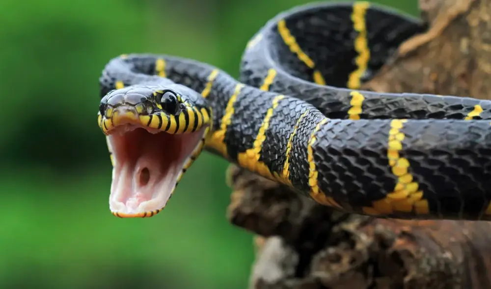 La Isla de las Cobras, o Ilha da Queimada Grande, alberga miles de serpientes venenosas, incluyendo a una de las más letales. Foto: Urbantecno La Isla de las Cobras, o Ilha da Queimada Grande, alberga miles de serpientes venenosas, incluyendo a una de las más letales. Foto: Urbantecno