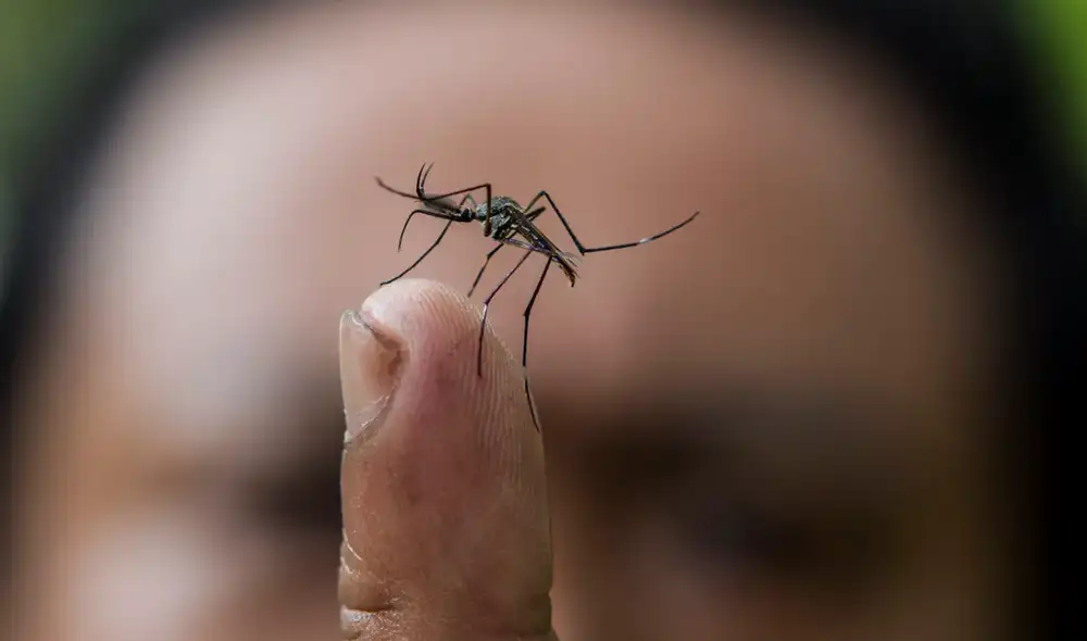 Investigadores de la Universidad de California desarrollaron una técnica para dejar "sordos" a los mosquitos macho e impedir que detecten a las hembras para el apareamiento. Foto: Prensa Libre