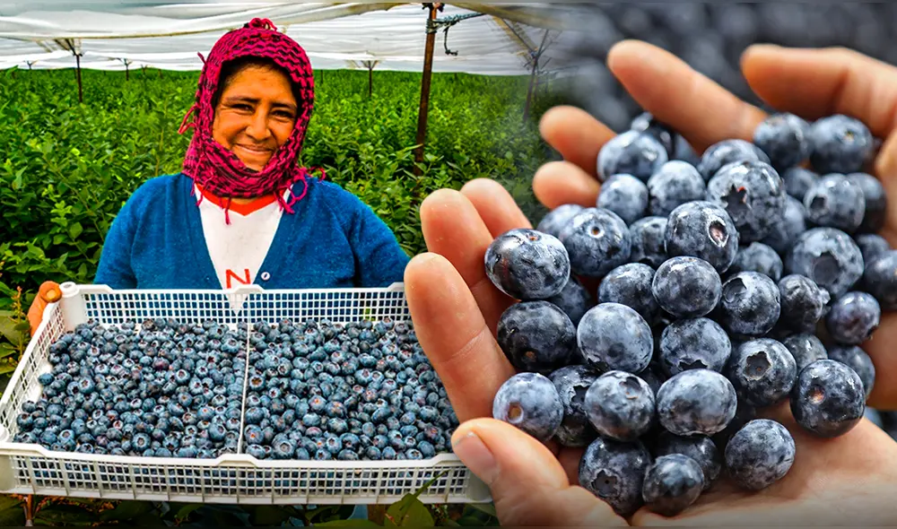 El arándano, rico en antioxidantes y nutrientes esenciales ha tenido un aumento en la demanda internacional, y se ha consolidado como un superalimento y pieza clave de la economía agrícola sudamericana. Foto: composición LR El arándano, rico en antioxidantes y nutrientes esenciales ha tenido un aumento en la demanda internacional, y se ha consolidado como un superalimento y pieza clave de la economía agrícola sudamericana. Foto: composición LR