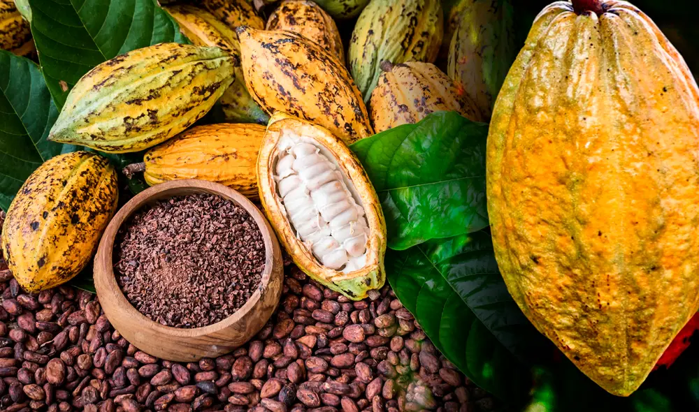 La investigación, basada en rigurosos estudios genéticos y arqueológicos, ofrece una nueva perspectiva del origen del cacao. Foto: Composición LR/ECA/Rasgos. La investigación, basada en rigurosos estudios genéticos y arqueológicos, ofrece una nueva perspectiva del origen del cacao. Foto: Composición LR/ECA/Rasgos.