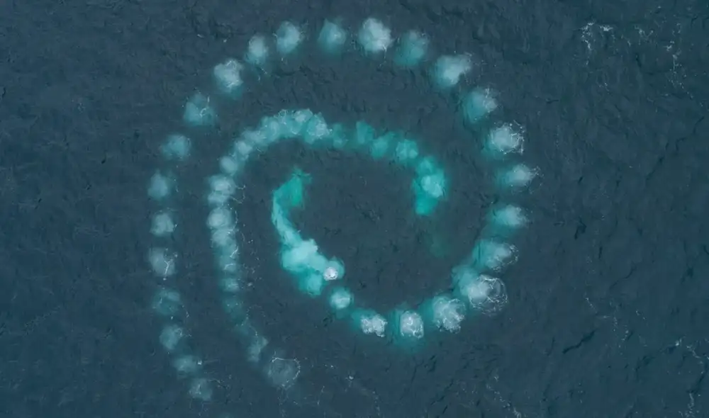 ballena Foto: oceanographic magazine