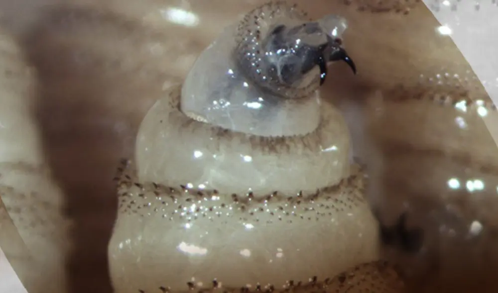 El gusano barrenador afecta tejidos vivos, provocando infecciones en personas y animales de sangre caliente, lo cual supone un peligro significativo para la ganadería guatemalteca y la salud pública. Foto: Posta México El gusano barrenador afecta tejidos vivos, provocando infecciones en personas y animales de sangre caliente, lo cual supone un peligro significativo para la ganadería guatemalteca y la salud pública. Foto: Posta México