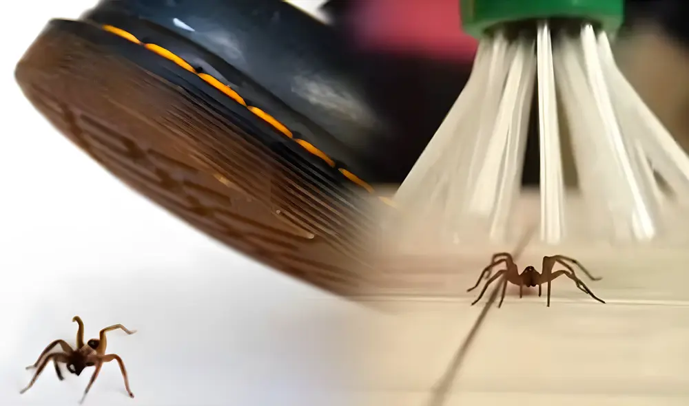 Las arañas cumplen un rol fundamental dentro de la casa, según el entomólogo. Foto: composición LR/Freepik