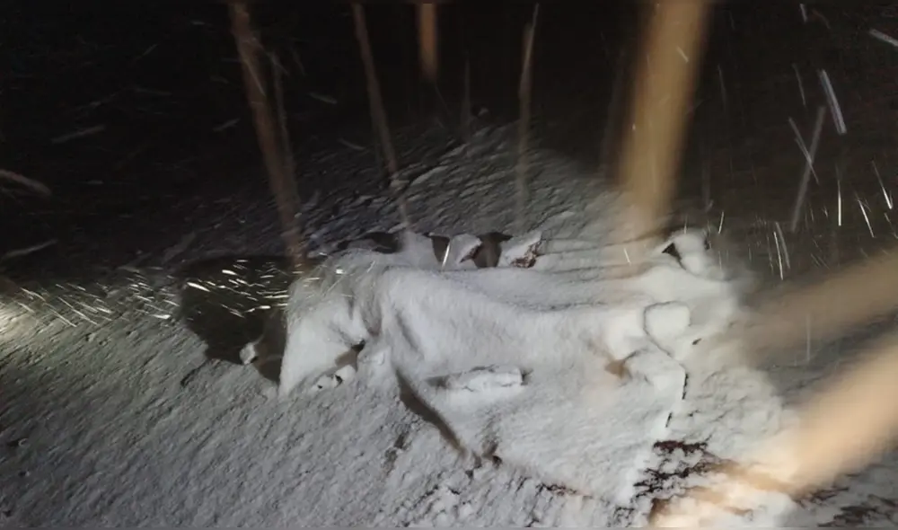 Las diligencias se desarrollaron por delegación de la Segunda Fiscalía de Turno en lo Penal de Canchis. Foto: difusión Las diligencias se desarrollaron por delegación de la Segunda Fiscalía de Turno en lo Penal de Canchis. Foto: difusión