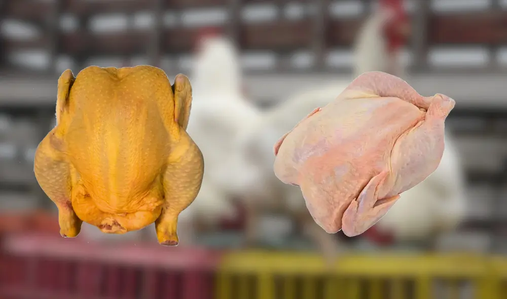 Ambos pollos, típicos en la gastronomía peruana, guardan secretos detrás de la pigmentación de sus carnes. Foto: composición LR/Andina