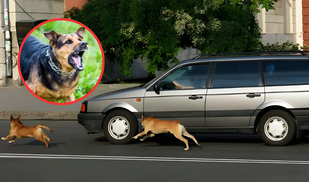 Expertos sugieren entrenar a los perros y enseñar comandos básicos, para así mantener la calma y evitar riesgos. Foto: composición LR/Shutterstock/AC News