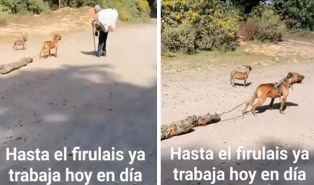 "Ellos saben que están ayudando a su amo", reaccionaron usuarios. Foto: composición LR/ TikTok