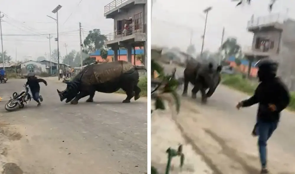 "Nunca vi algo así", comentaron usuarios. Foto: composición LR/ TikTok "Nunca vi algo así", comentaron usuarios. Foto: composición LR/ TikTok